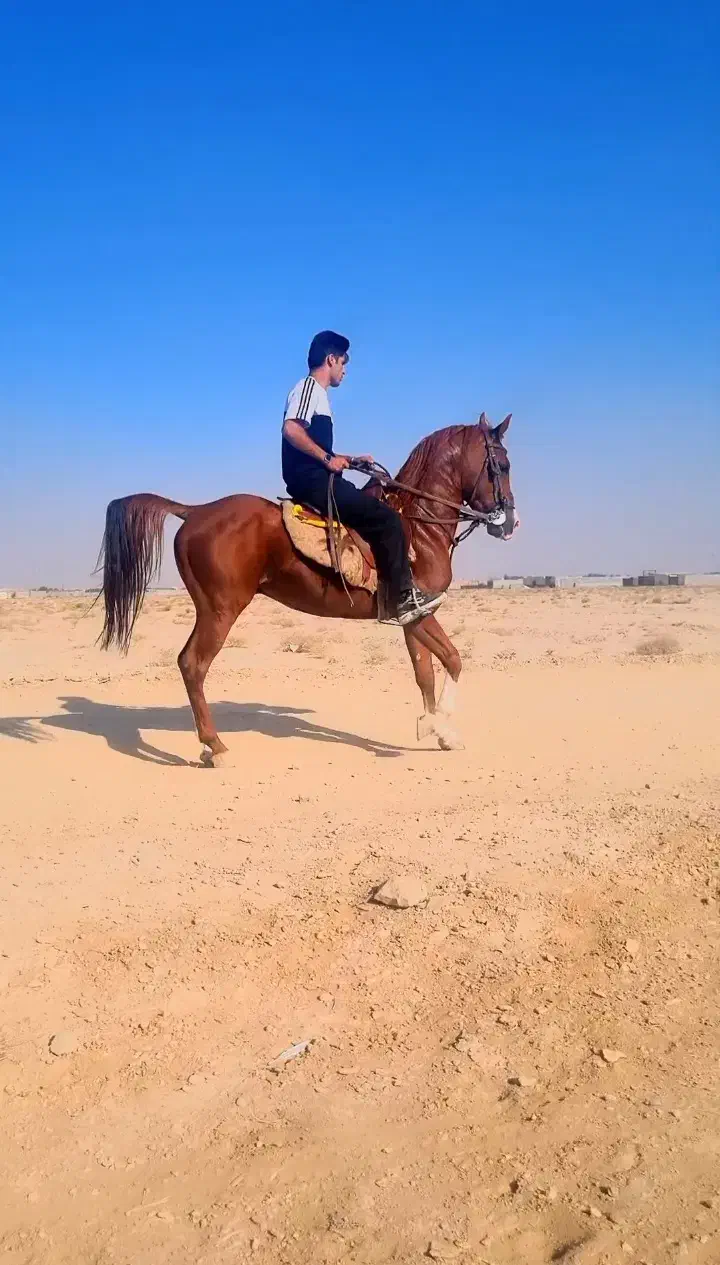 اسب|اسب و تجهیزات اسبسواری|شاهینشهر, حاجی آباد|دیوار