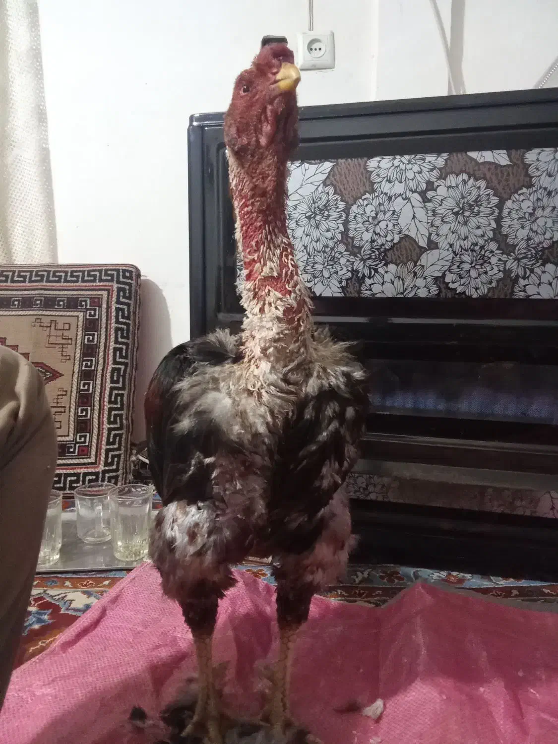 یخچال.  لاری|یخچال و فریزر|نیشابور, مازول|دیوار