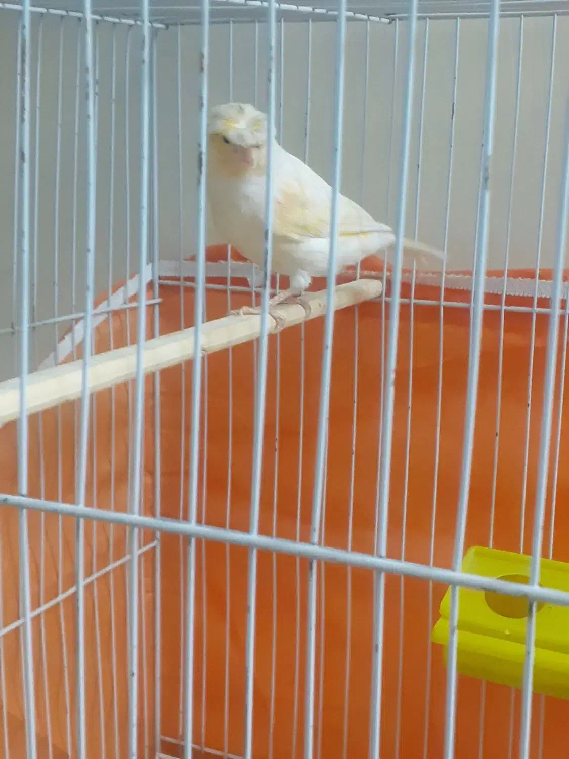 قناری مزایکی نروماده کارداده|پرنده|محمدشهر, شهرک پیام (مهرالبرز)|دیوار