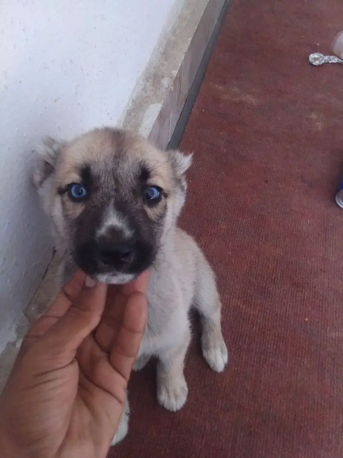 سلام توله  ۴عدد سه تا چشم آبی آخری مشکی|سگ|مشهد, عسگریه|دیوار