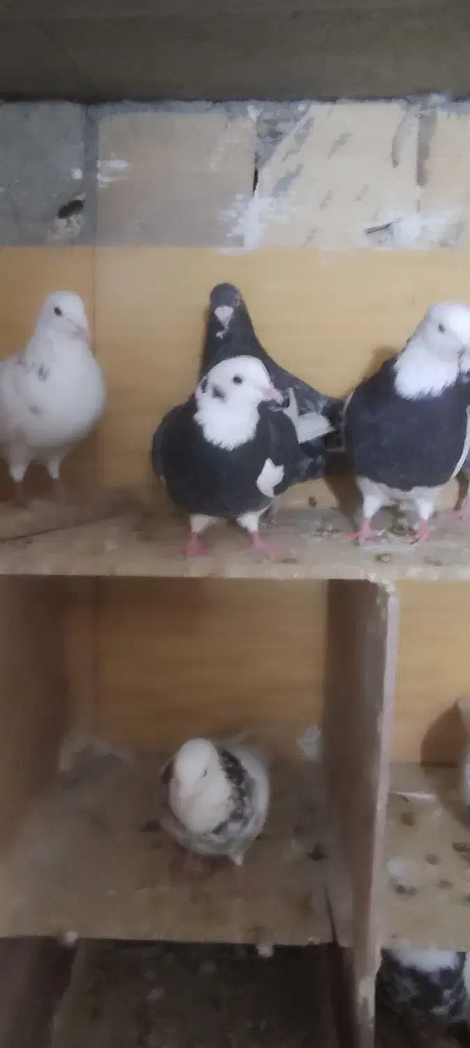 باسلام|پرنده|همدان, |دیوار