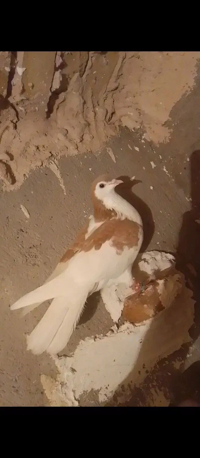 کبوتر|پرنده|نیشابور, دربقاضی|دیوار