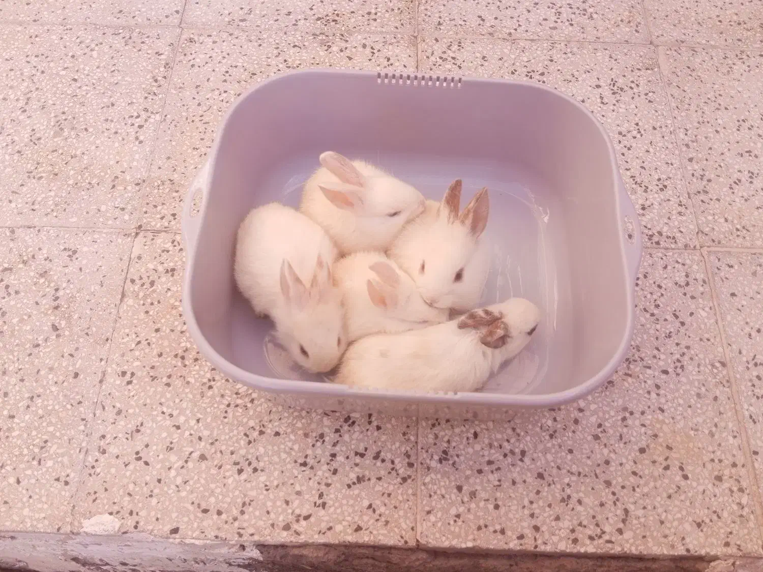 بچه خرگوش لوپ ناز و کوچولو|موش و خرگوش|نیشابور, ده حلاج|دیوار