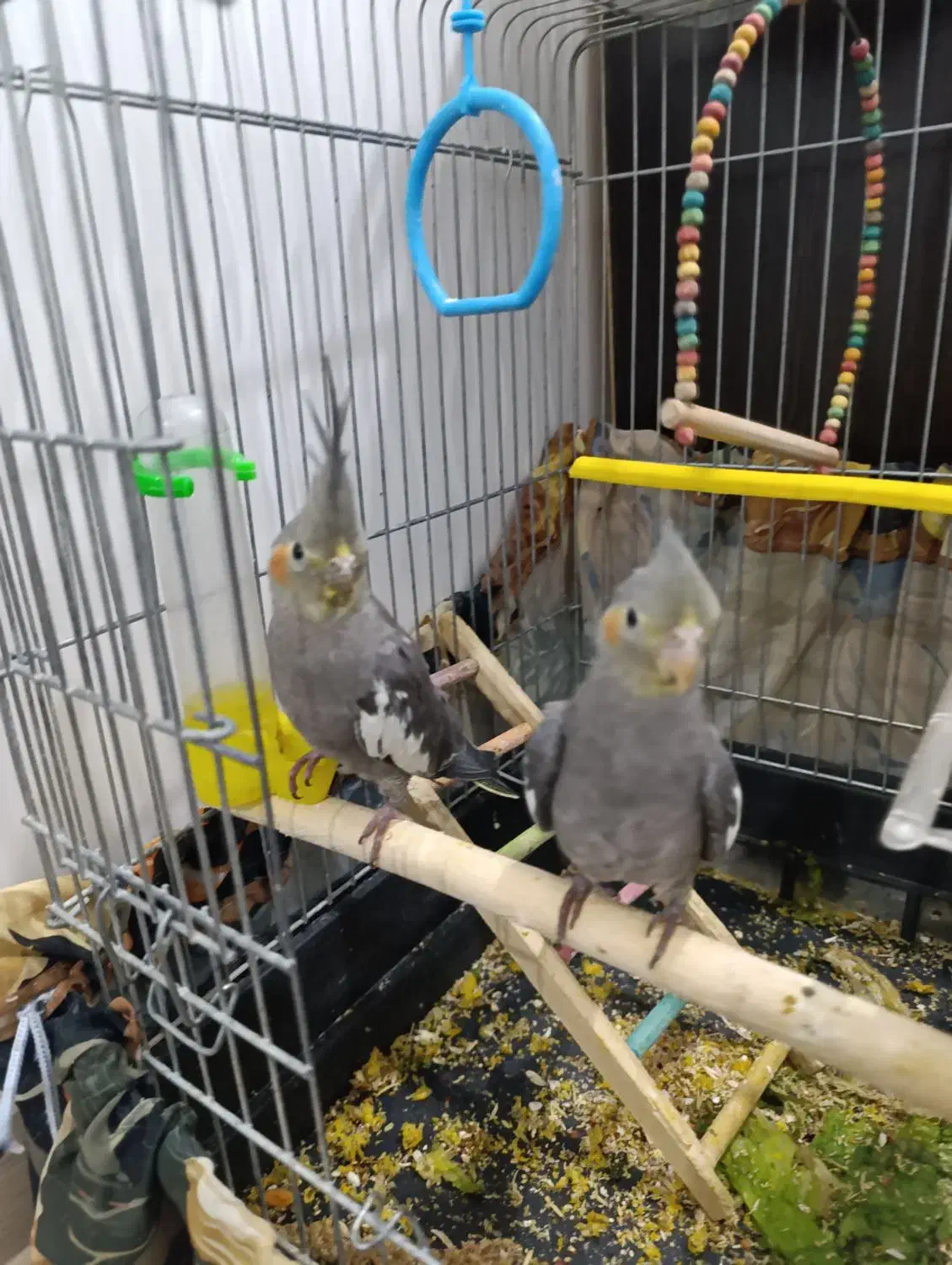 معاوضه نمیکنم|پرنده|قروه, |دیوار