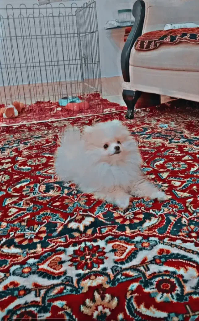 سگ پامرانین خرسی|سگ|تهران, نازی‌آباد|دیوار