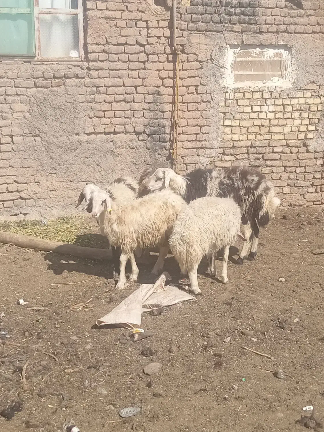 بره قوچی بروجردی|حیوانات مزرعه|جلگه رخ, |دیوار