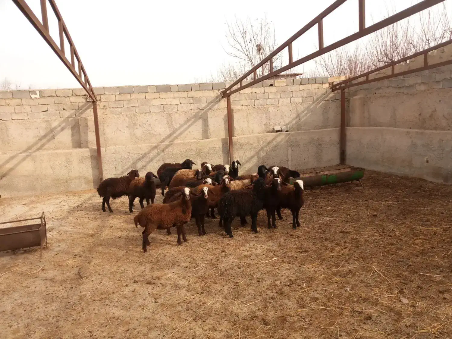 ۲۳عددبره ماده قزل افشار|حیوانات مزرعه|هشتگرد, شهرک راه آهن|دیوار