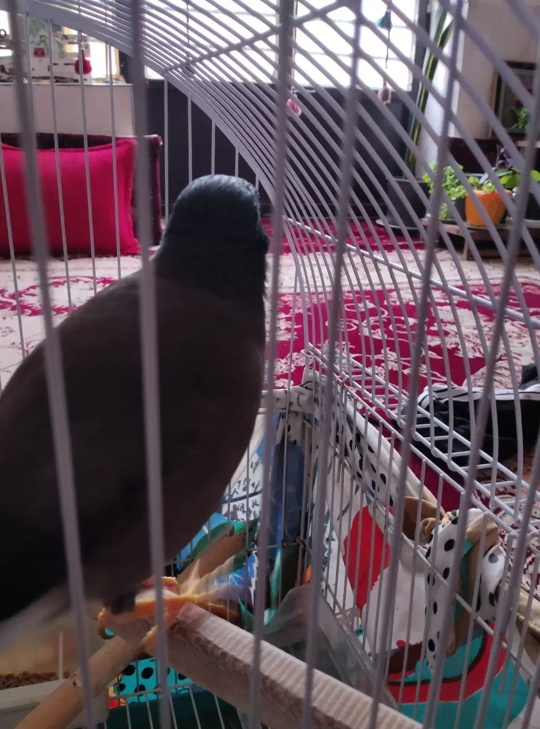 مینا افغانی|پرنده|تربت‌حیدریه, بالا ولایت|دیوار