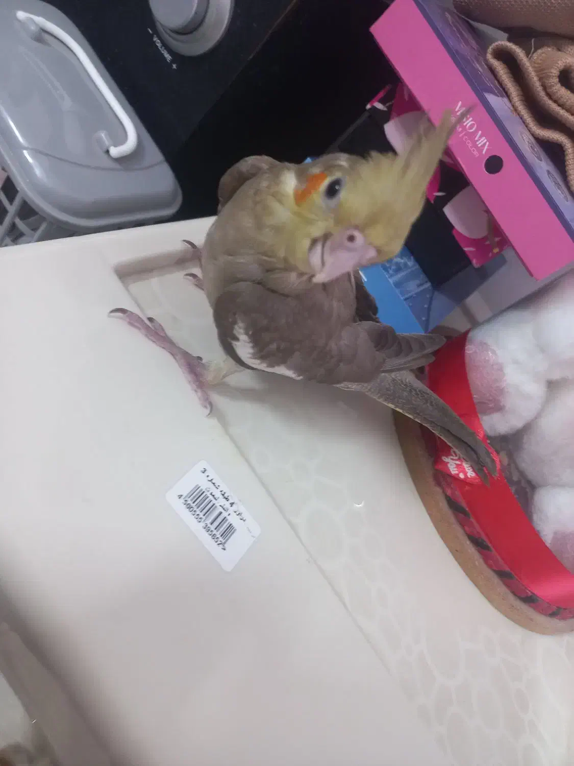 طوطی عروس فول رام|پرنده|قائم‌شهر, |دیوار