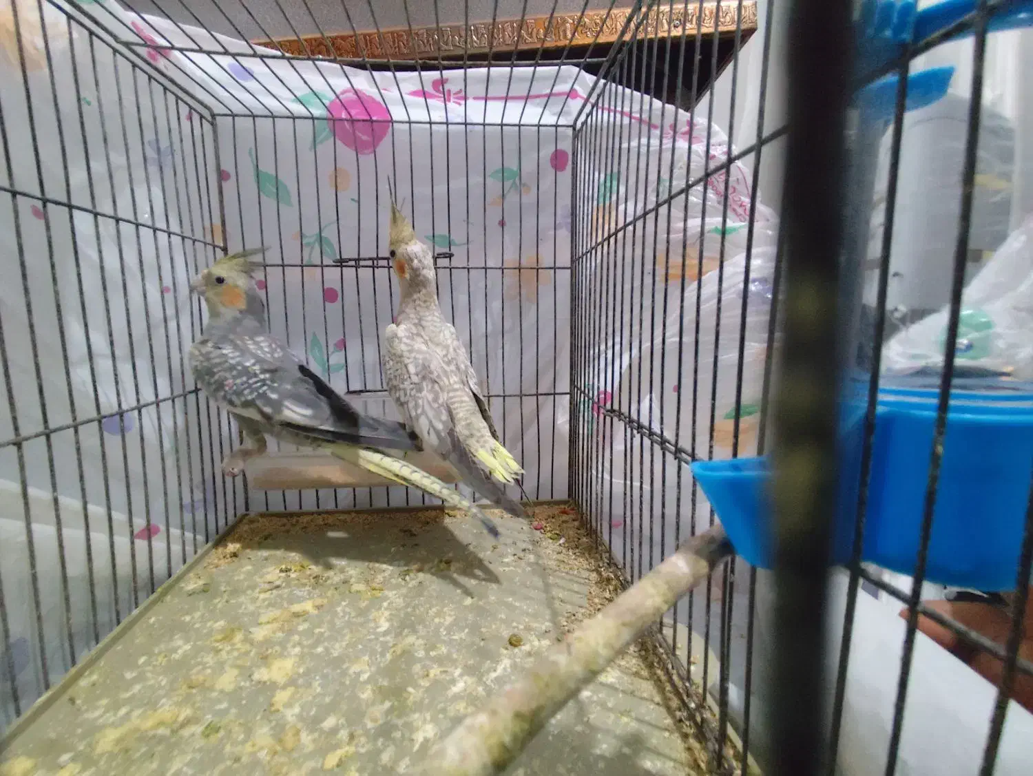 عروس هلندی گل باقالی|پرنده|الوند, |دیوار