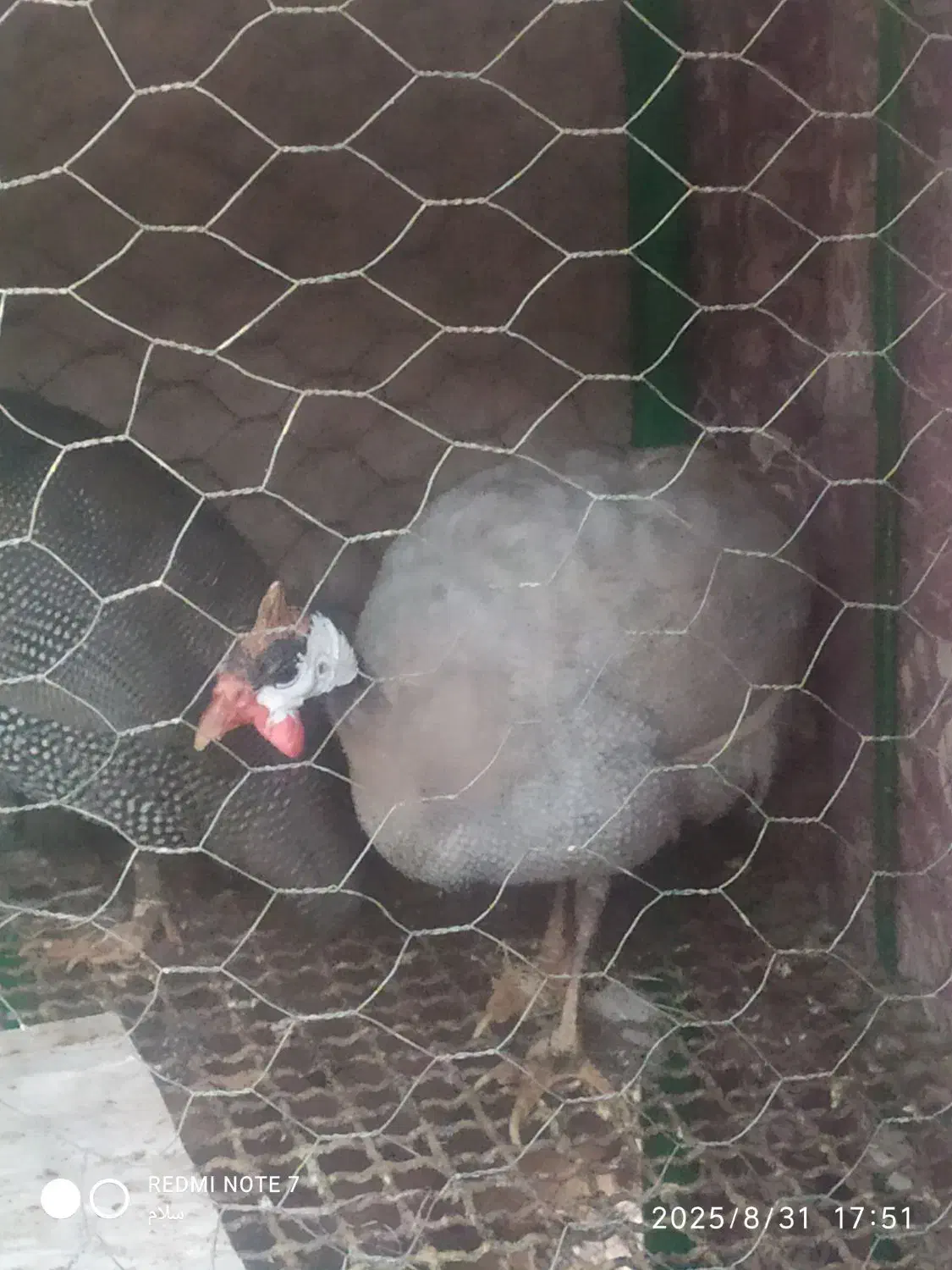 دوعدد مرغ شاخ دار|حیوانات مزرعه|سبزوار, امیر کبیر|دیوار