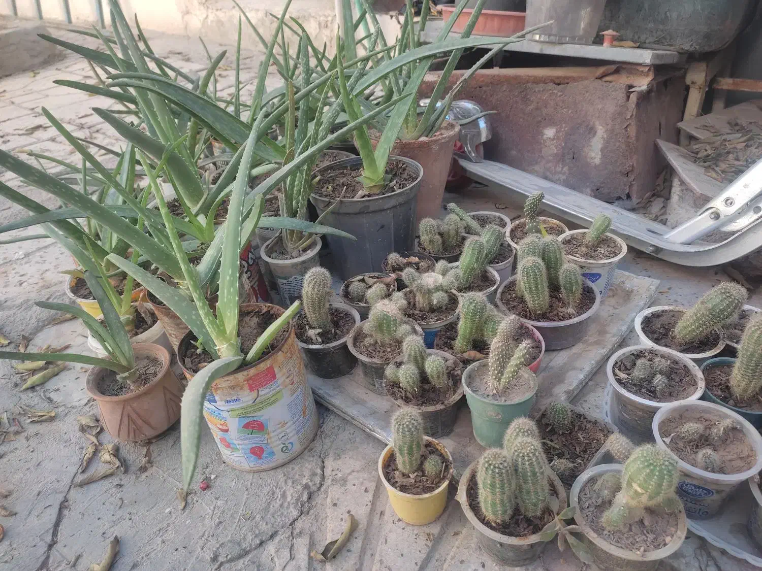 فروش تعدادی گل کاکتوس و آلوئه ورا|گل و گیاه طبیعی|مرودشت, ژیان|دیوار
