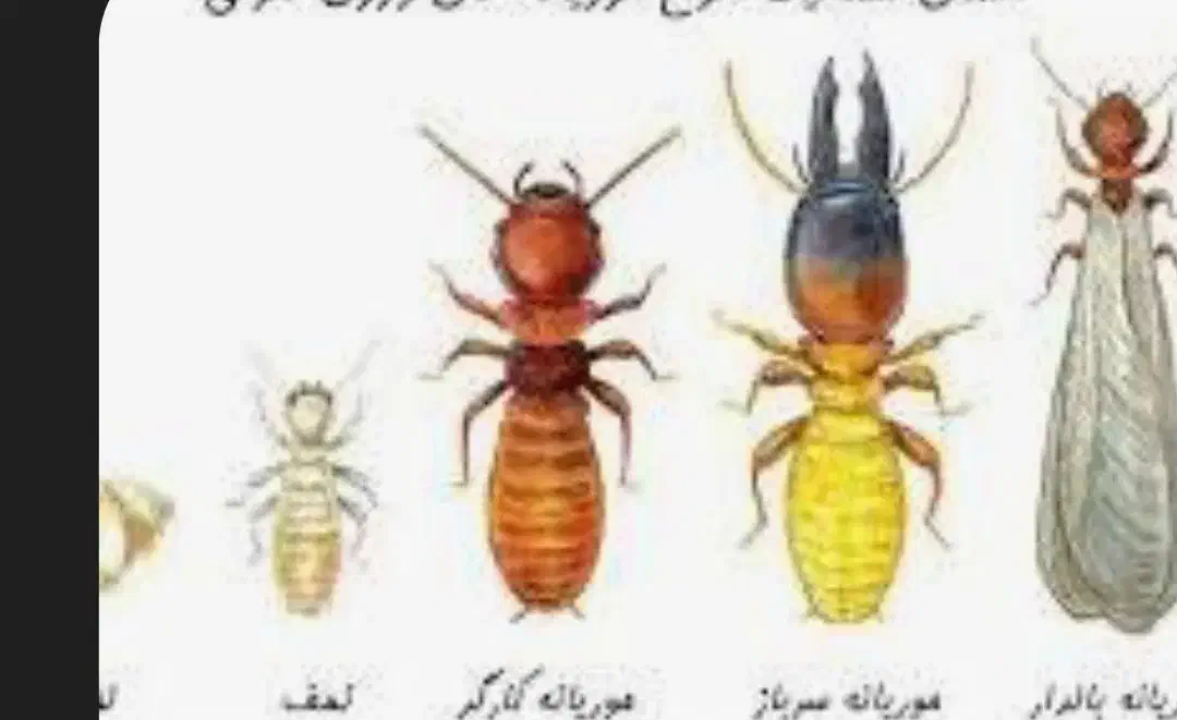 انجام موریانه زدایی با ضمانت 5ساله|خدمات نظافت|خرمآباد, |دیوار