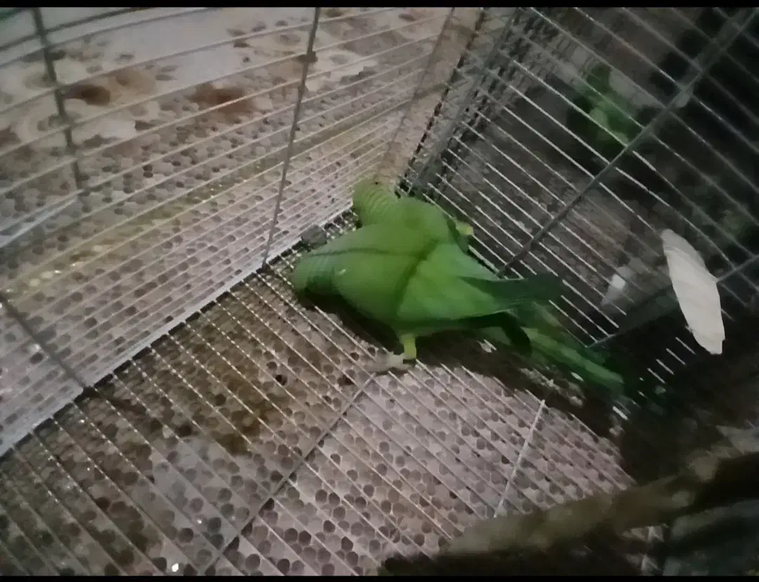 طوطی2جفت ملنگو|پرنده|سراوان, |دیوار