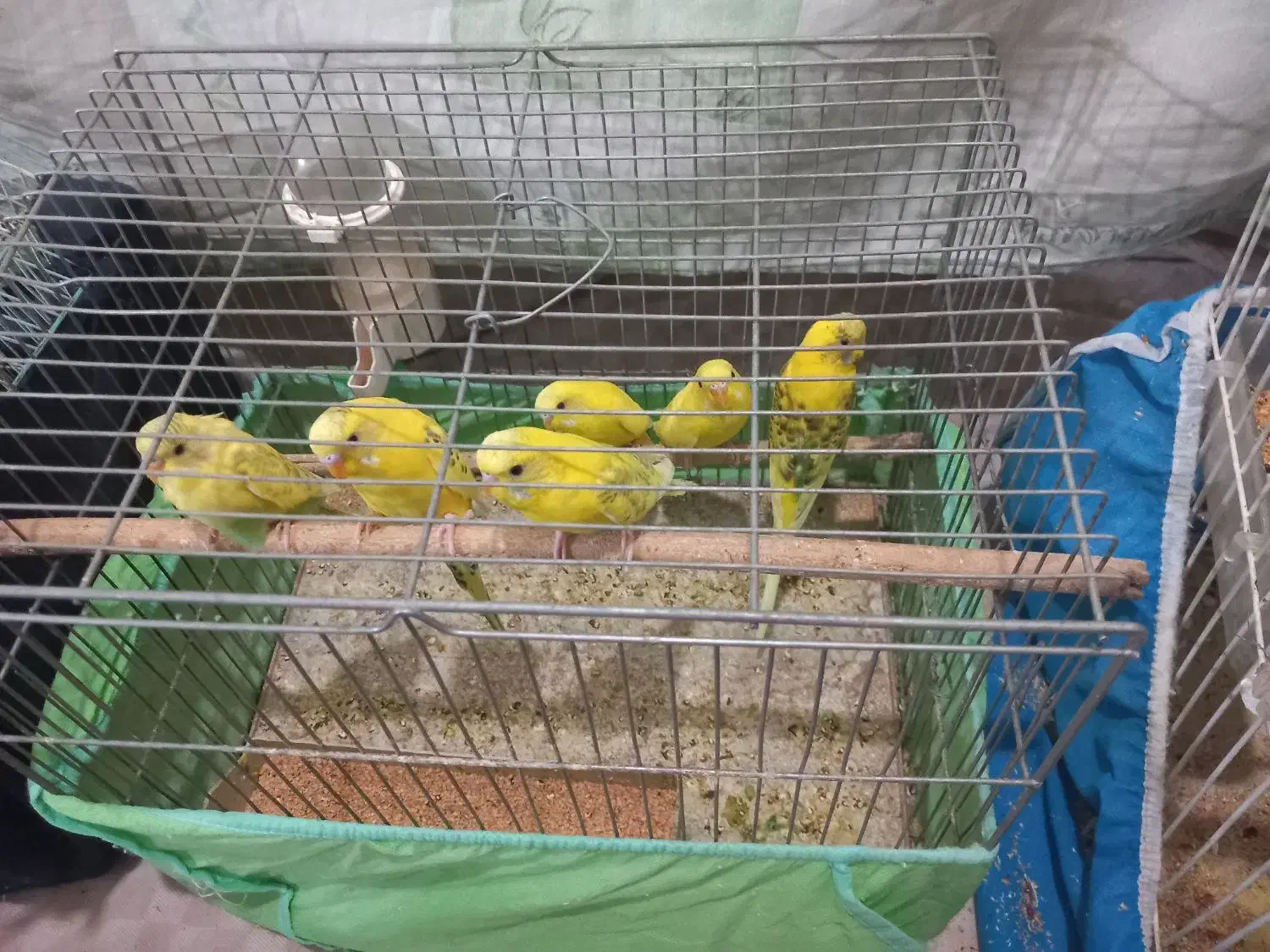 مرغ عشق و فنج|پرنده|خمینیشهر, |دیوار