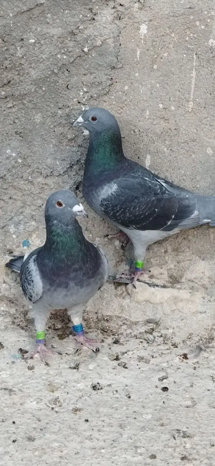 کبوتر|حیوانات|زهک, |دیوار