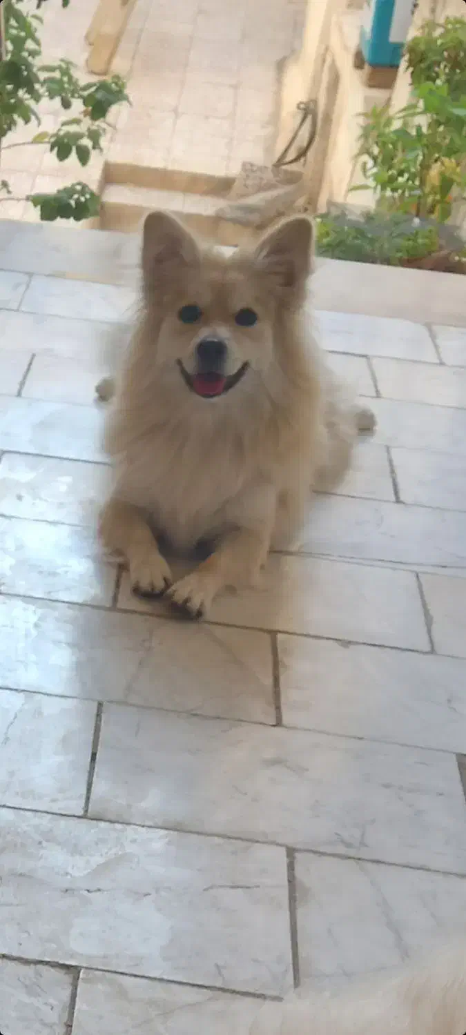 واگزاری سگ|سگ|قم, چهل اختران|دیوار