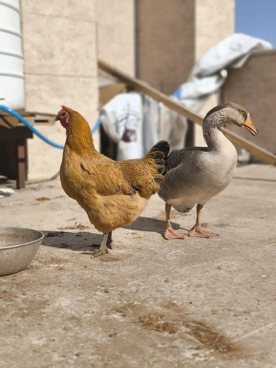 مرغ و غاز|حیوانات مزرعه|قم, بیست متری ولیعصر|دیوار