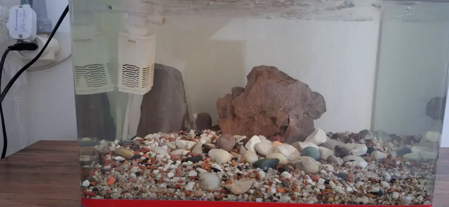 آکواریوم|ماهی|نسیم‌شهر, |دیوار