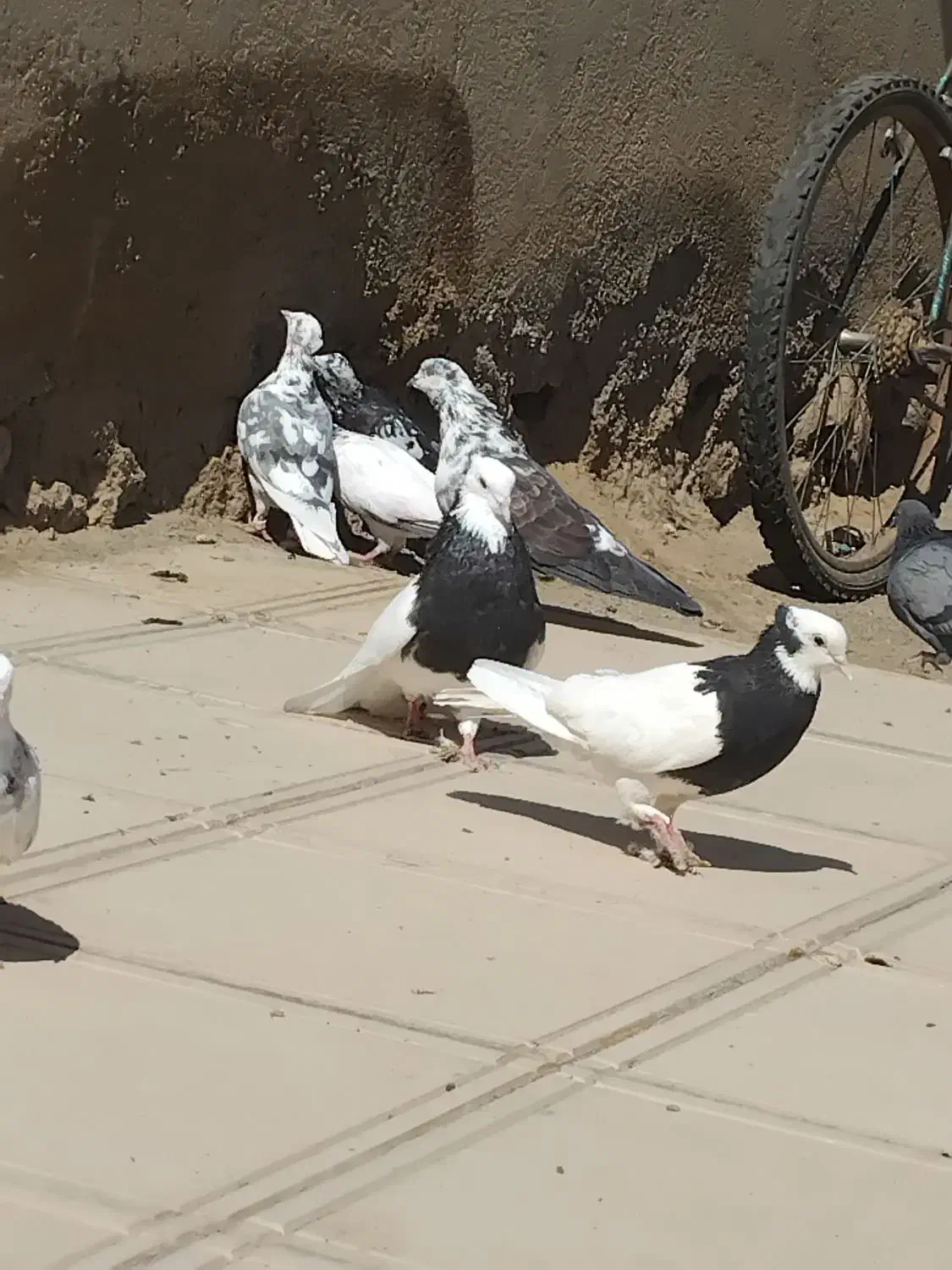 ۱۰عددکبوترتهرانی،جوین|پرنده|جغتای, |دیوار