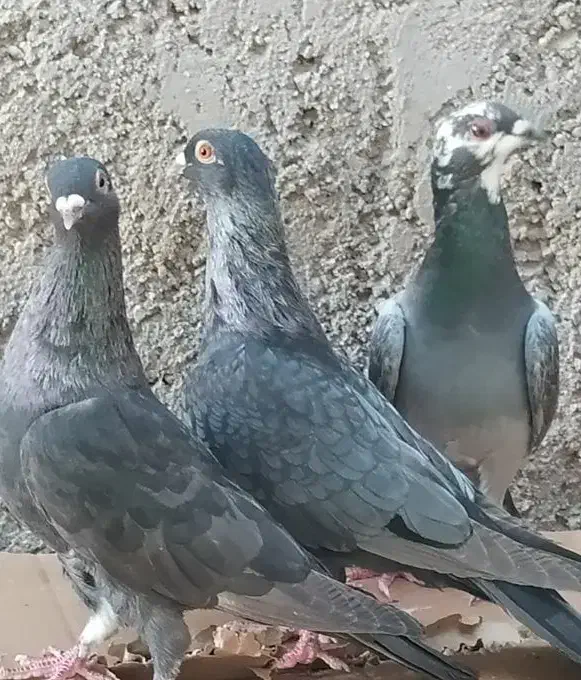 کبوتر موشی|پرنده|خورموج, |دیوار