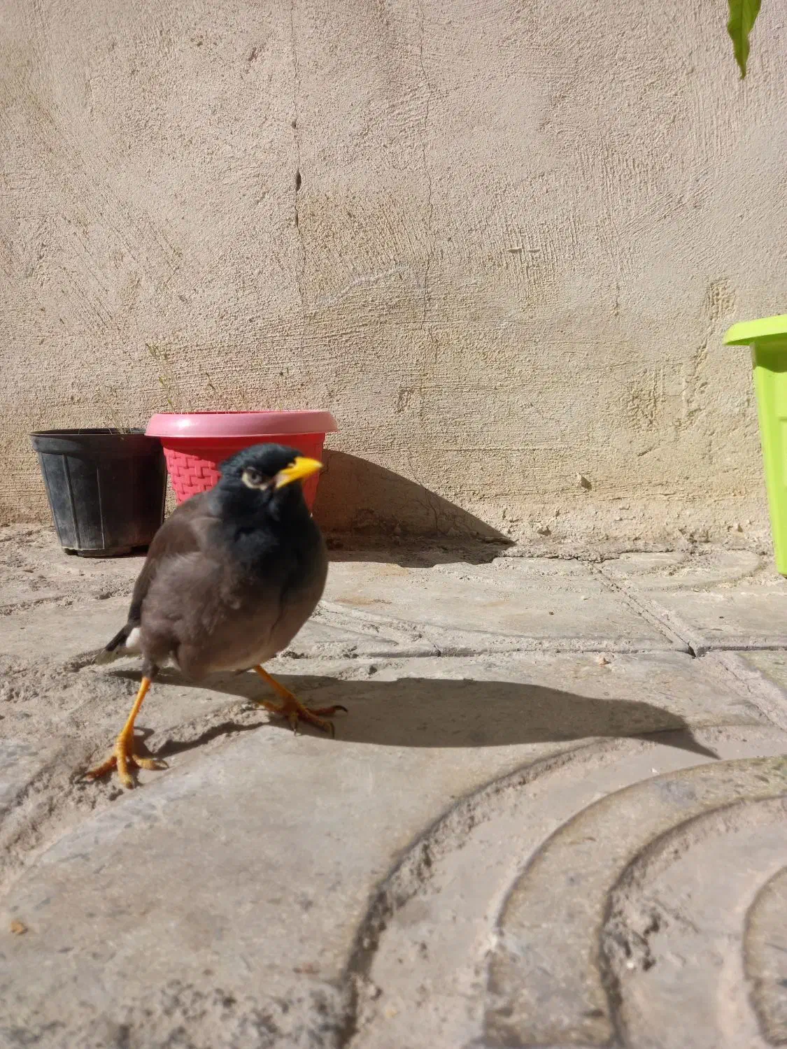 مرغ مینا|پرنده|ماهدشت, |دیوار