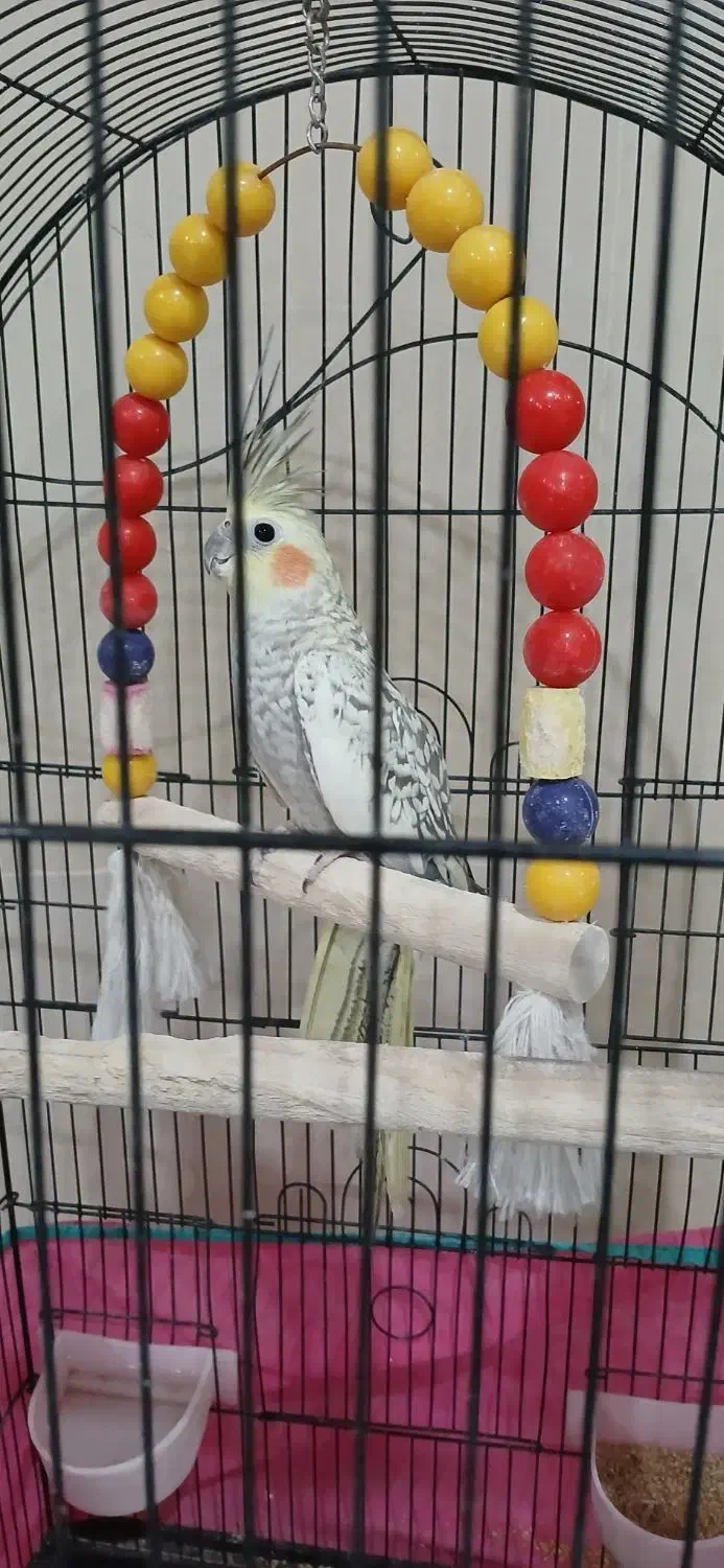 عروس هلندی|پرنده|یزد, |دیوار