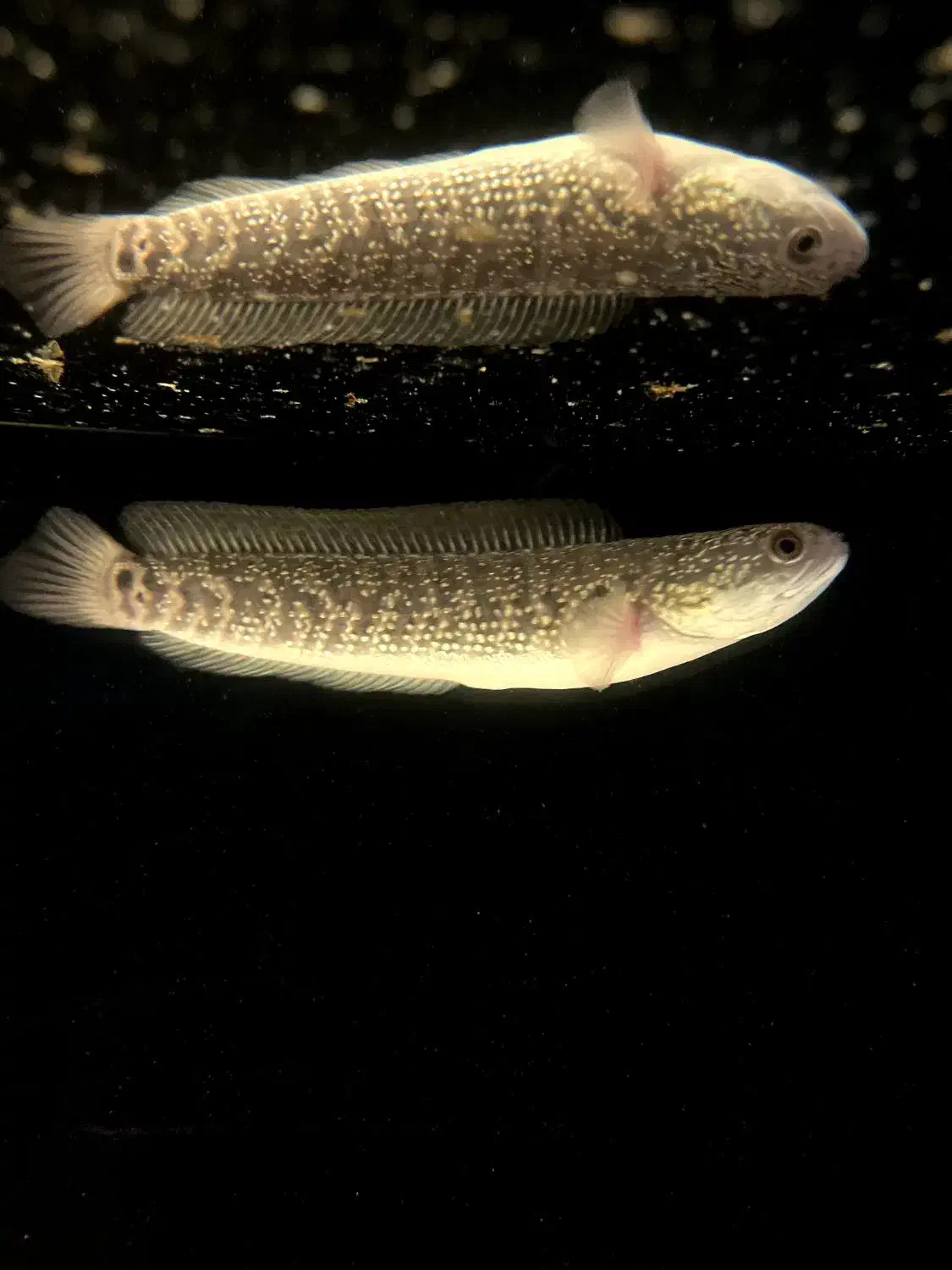 ماهی چانا اسیاتیک|ماهی|قدس, شهرقدس|دیوار