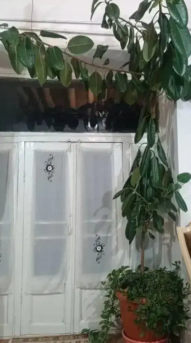 گل فیکوس|گل و گیاه طبیعی|شهرکرد, |دیوار