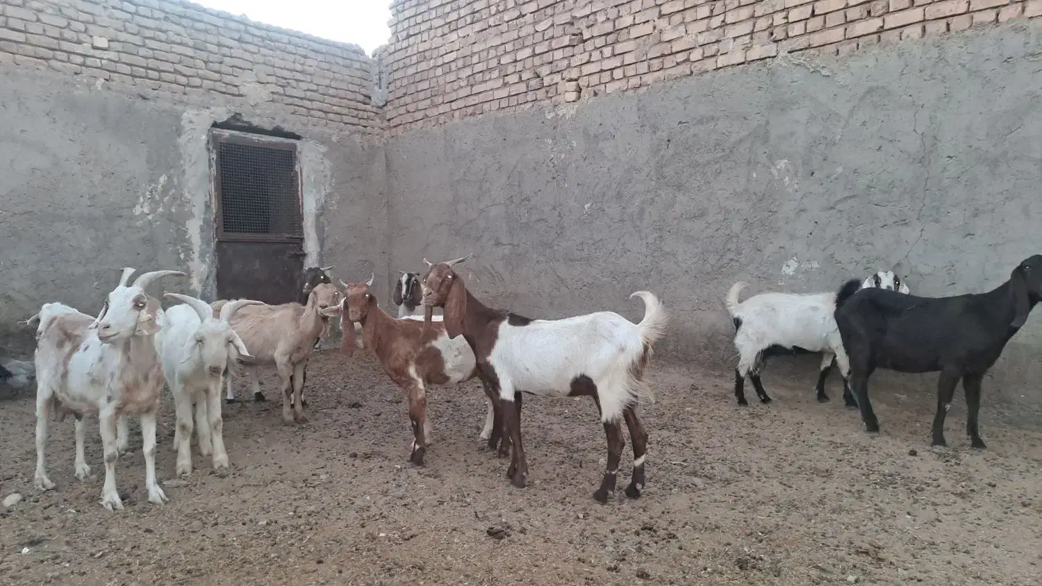 ۱۲ عدد بز پاکستای سانن جوون بدردبخور|حیوانات مزرعه|نطنز, |دیوار