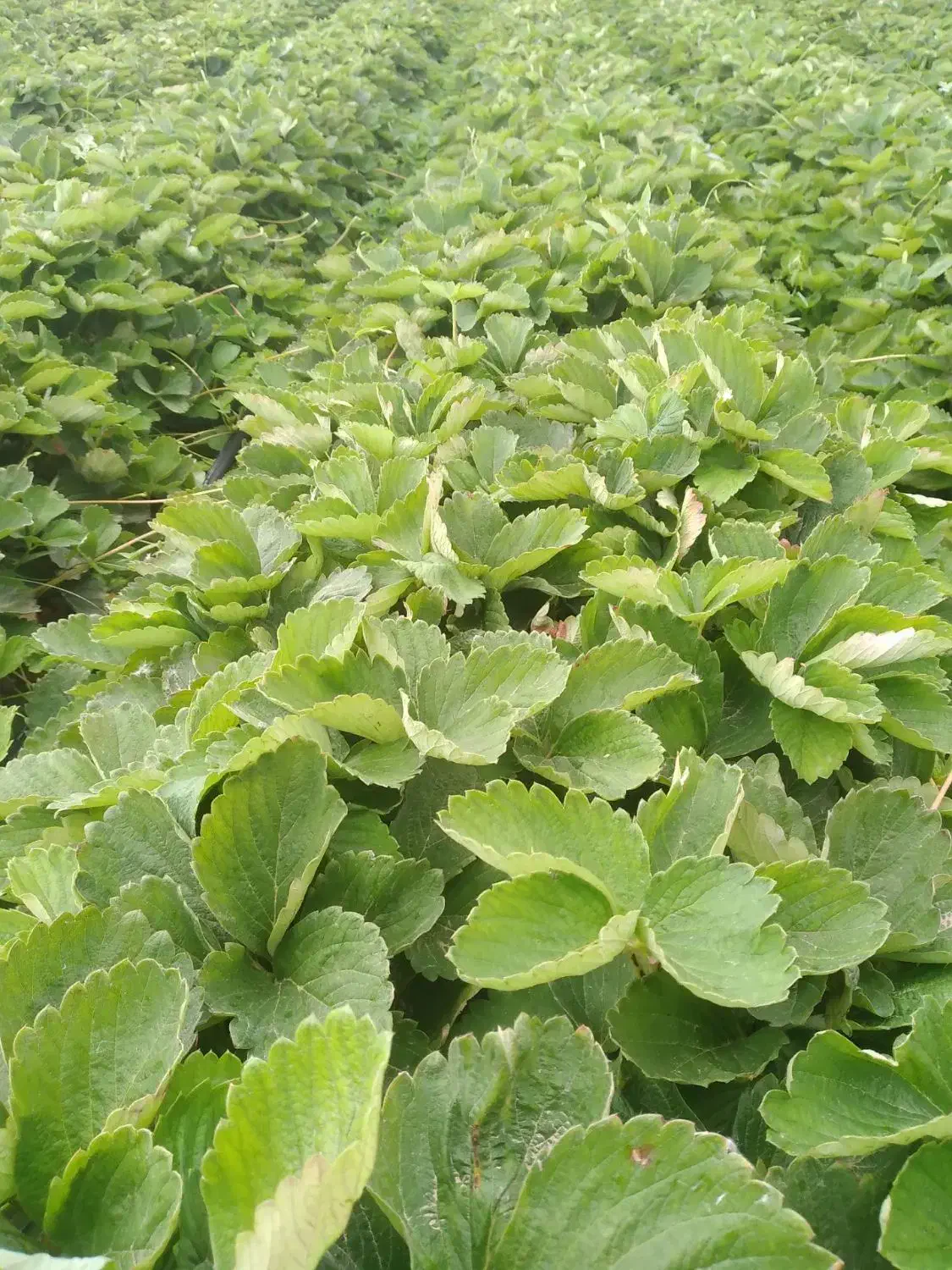 نهال سابرینا پر نی30.000.000|خدمات باغبانی و درختکاری|خان ببین, |دیوار