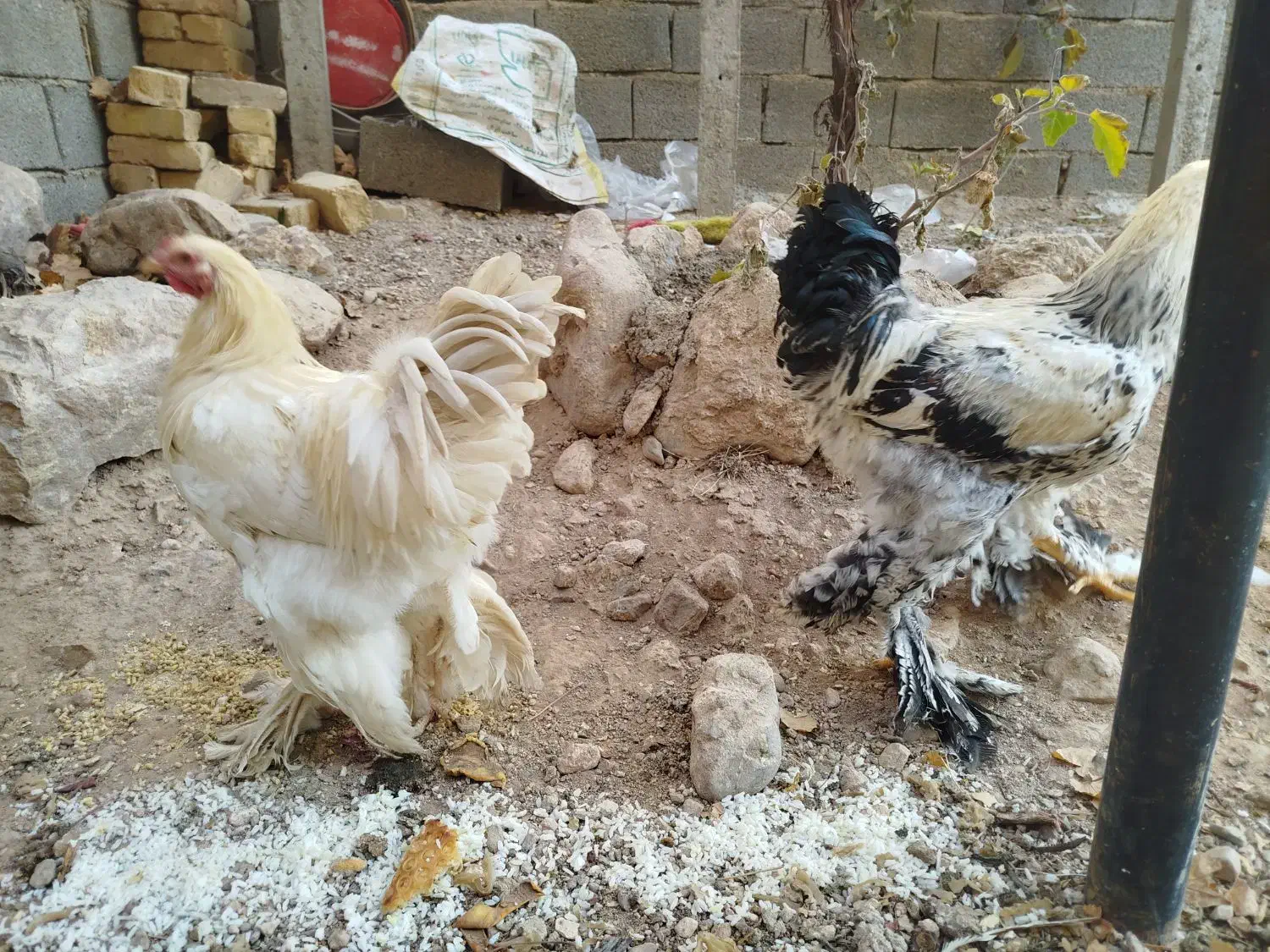 خروس برهما|حیوانات مزرعه|هشتگرد, فاز ۳ مهستان|دیوار