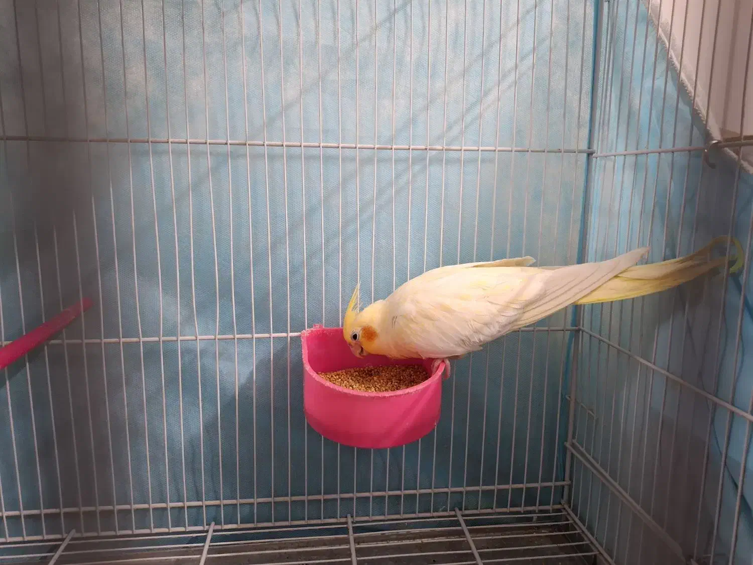 عروس هلندی|پرنده|مشهد, عبادی|دیوار