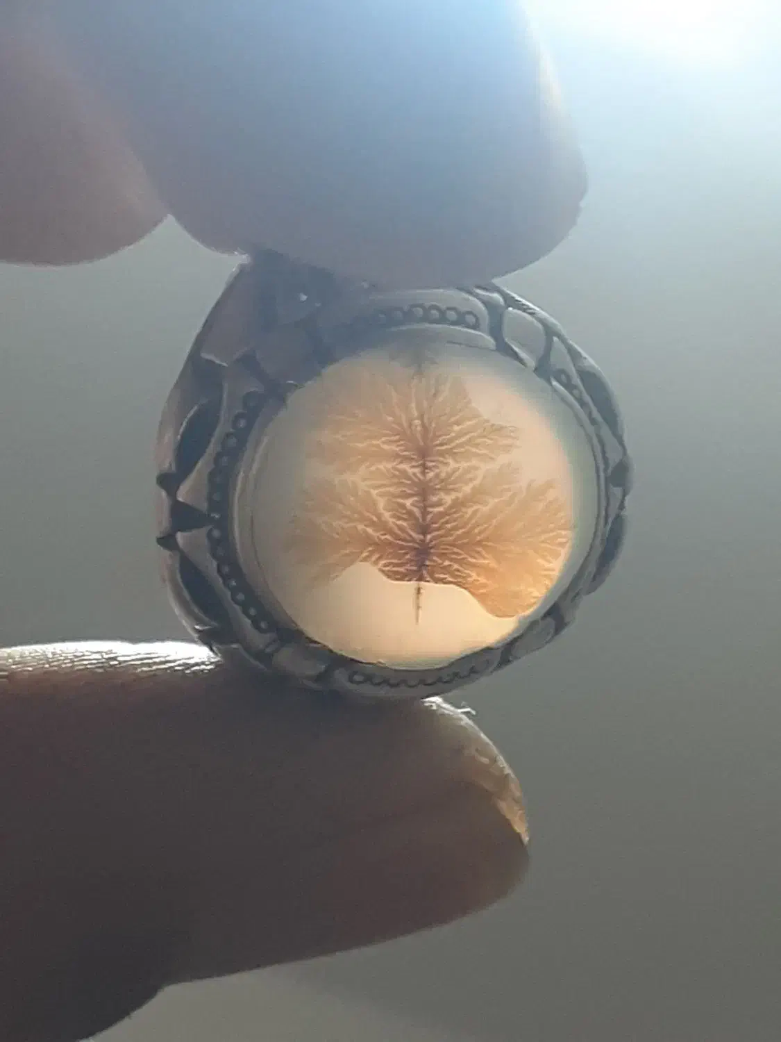 فروش شجر اصل|جواهرات|رباط‌کریم, آدران|دیوار