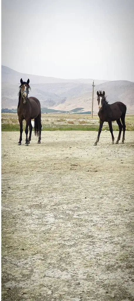 اسب|اسب و تجهیزات اسبسواری|خرمآباد, |دیوار