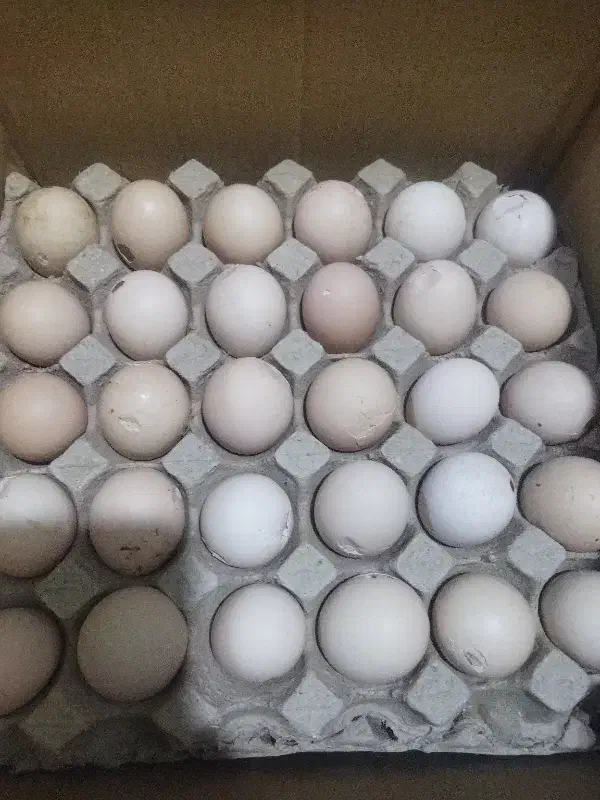 تخم مرغ نوک زده رسمی|خوردنی و آشامیدنی|قم, ارم|دیوار