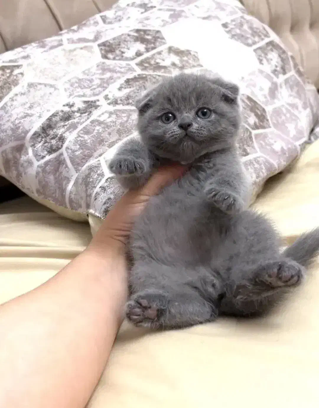 اسکاتیش بریتیش|گربه|بیرجند, |دیوار