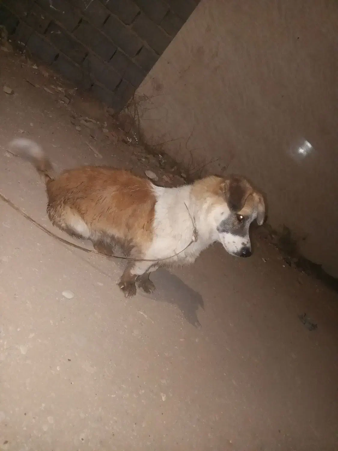 سگ نر|سگ|شریف‌آباد, |دیوار