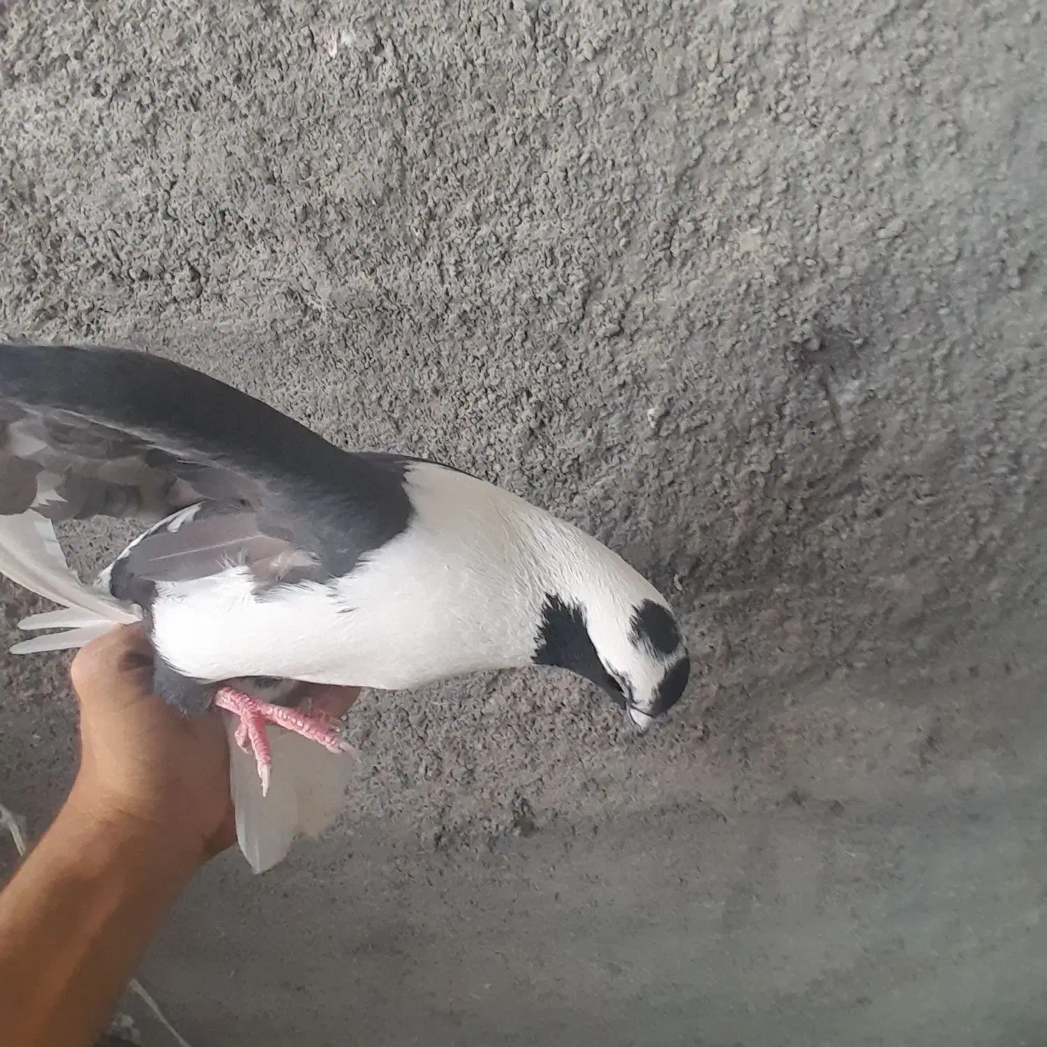 فروش ۱۵۰ تا کبوتر (باهم یا تک)|پرنده|کازرون, |دیوار