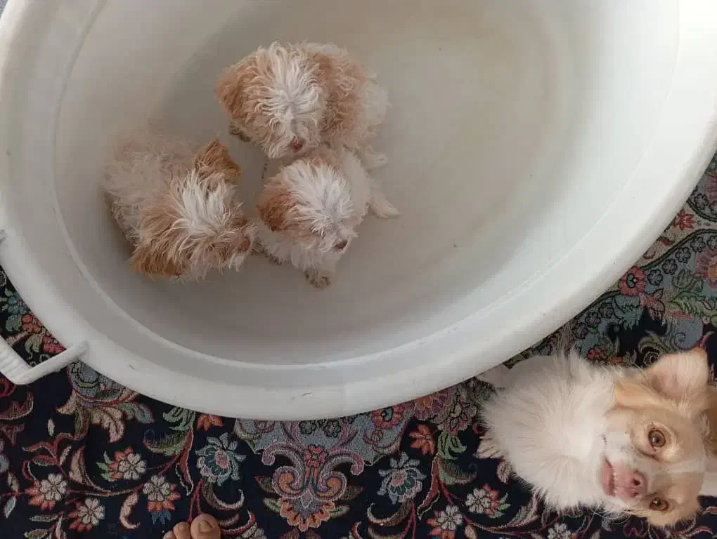 حیوان خانگی پت|سگ|مرودشت, سهلآباد|دیوار