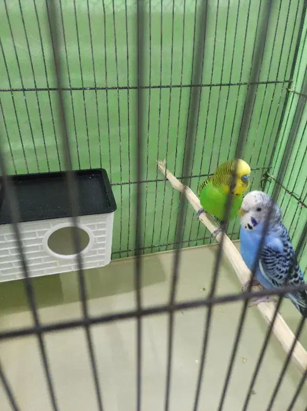 جفت تضمینی مرغ عشق|پرنده|مشهد, شهرک امام هادی (شهرک غرب)|دیوار