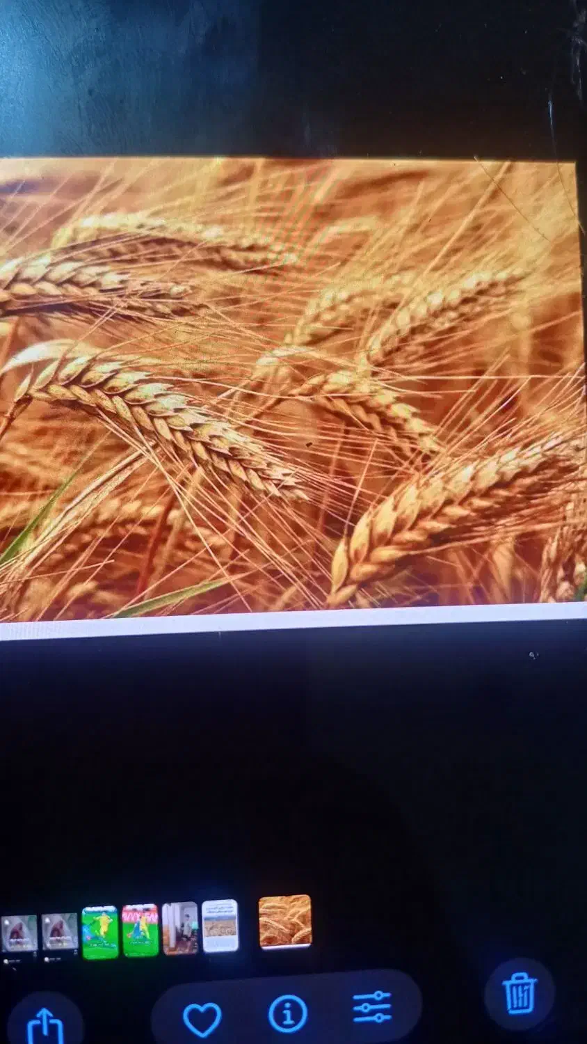 گندم و جو درجه یک|لوازم جانبی حیوانات|زنده رود, |دیوار