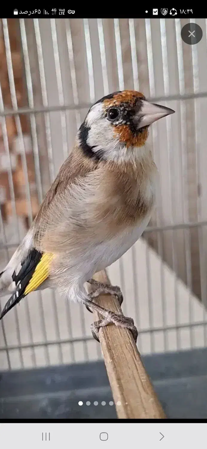 ی جوجه سهره نره تازه گل انداخته|پرنده|قزوین, |دیوار