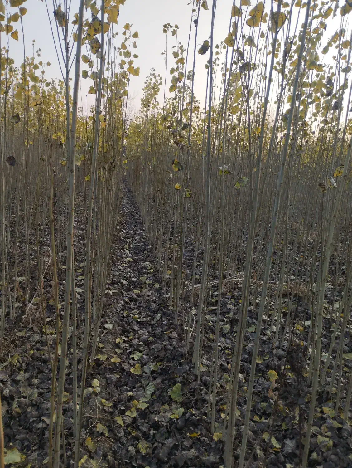 فروشی نهال و صنوبرستان|حراج|مهاباد (آذربایجان غربی), |دیوار