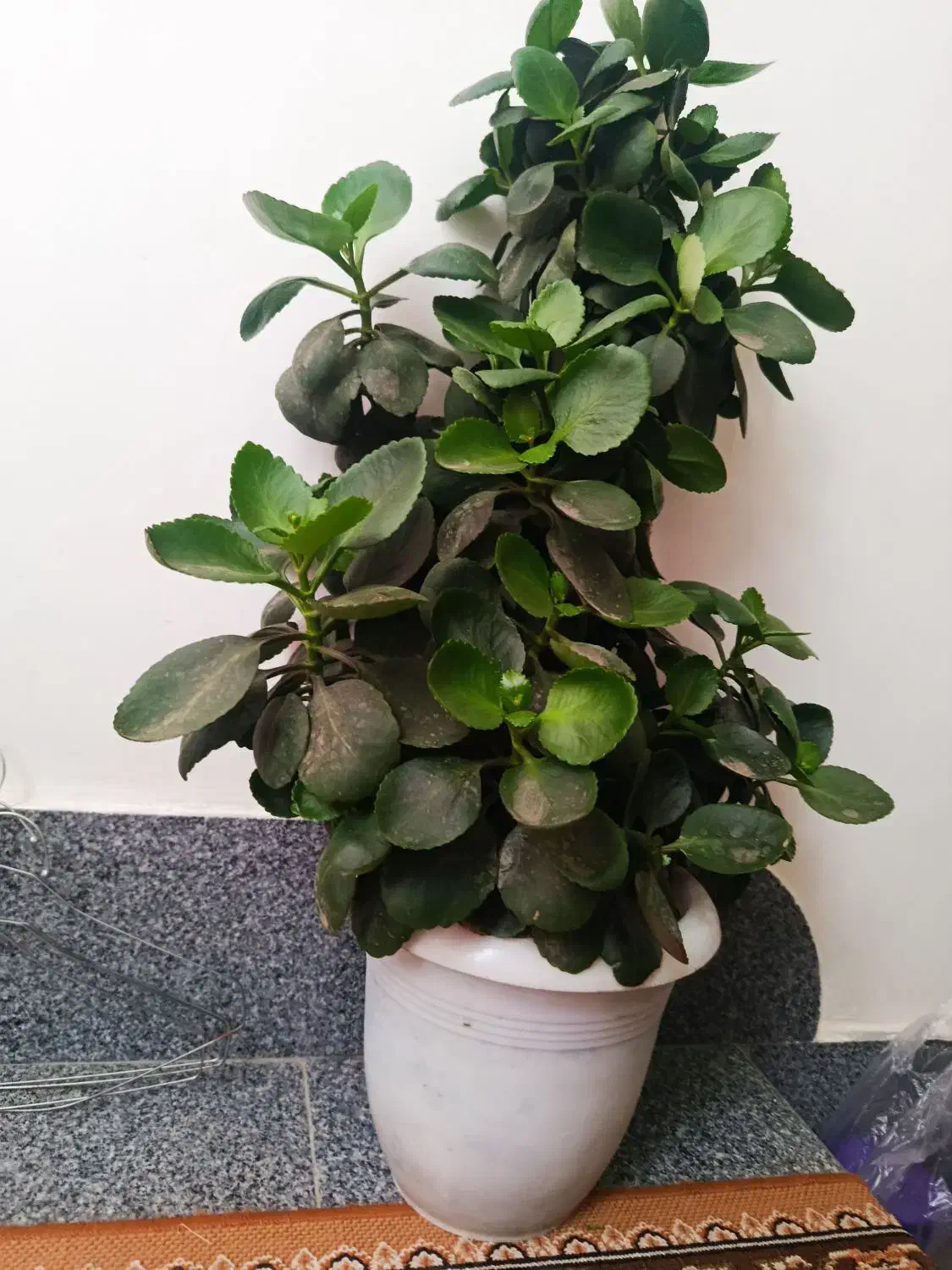 گل گل|گل و گیاه طبیعی|سلماس, |دیوار