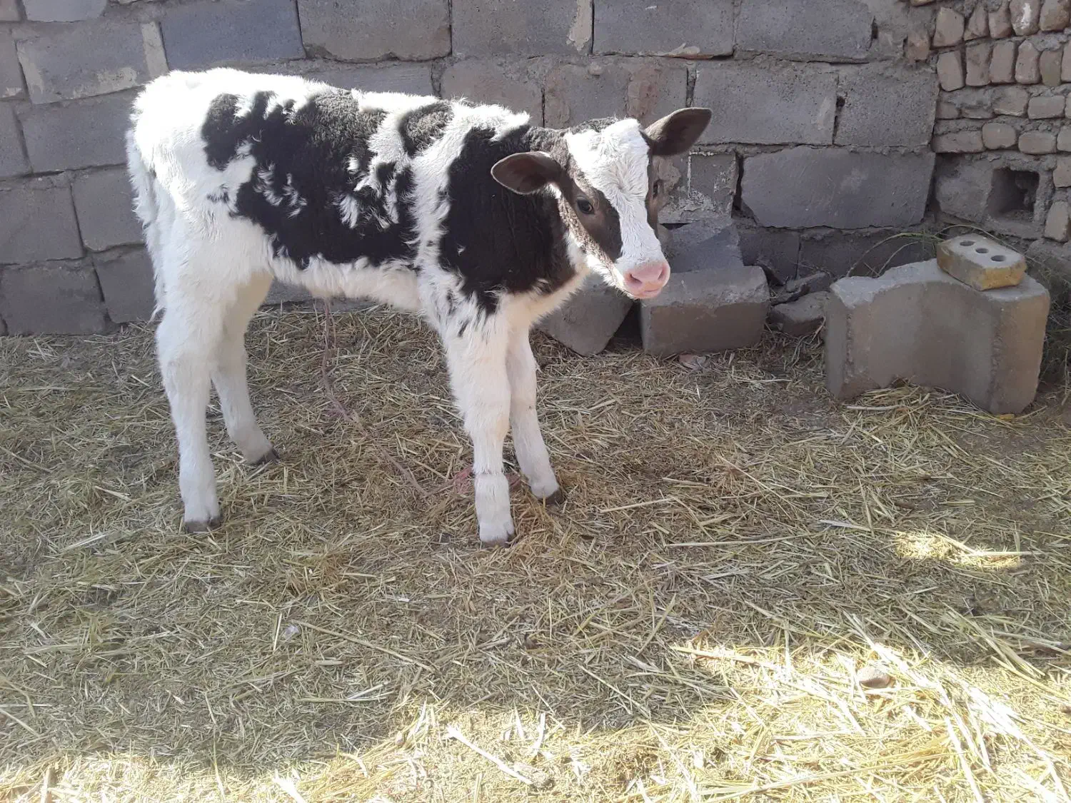 گوساله|حیوانات مزرعه|بوژگان, |دیوار