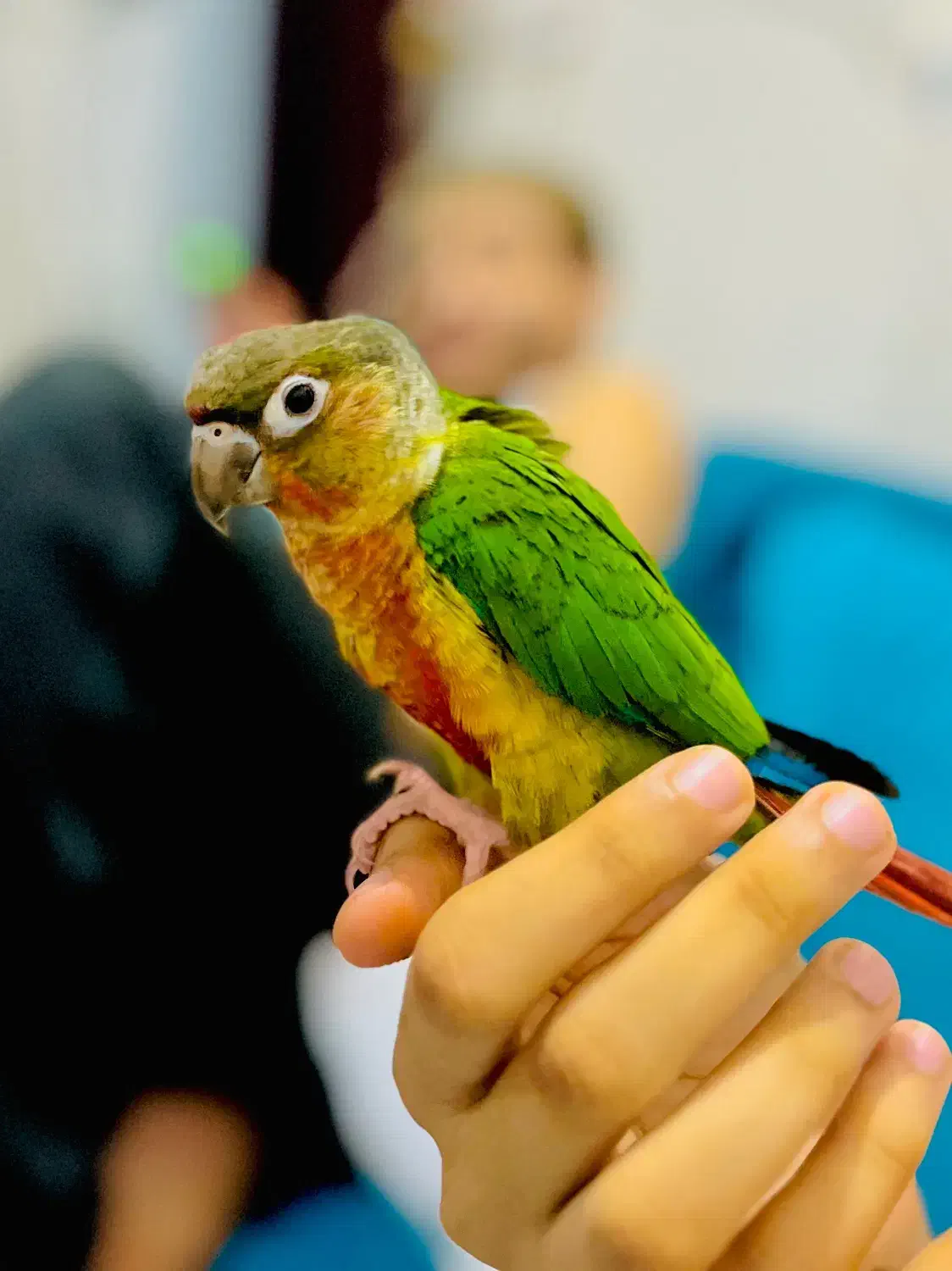 گمشده|حیوانات|بندر دیر, |دیوار