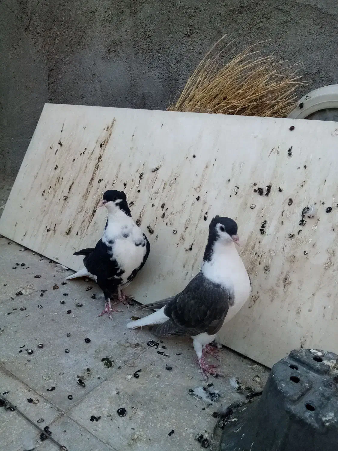 ساده کاکلی|پرنده|بردسکن, |دیوار