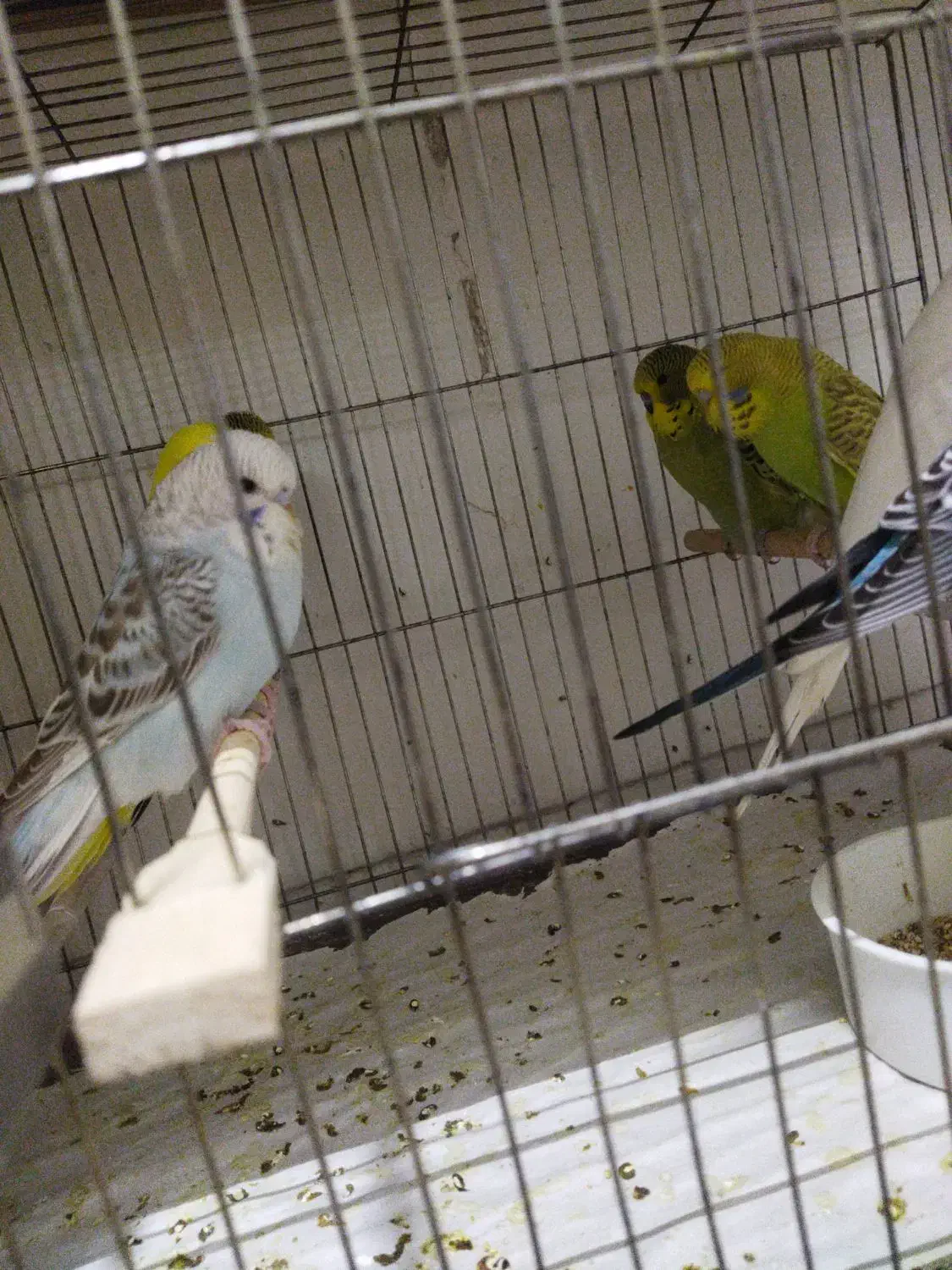 مرغ‌عشق‌انگلیسی|پرنده|قم, حنیف نژاد|دیوار