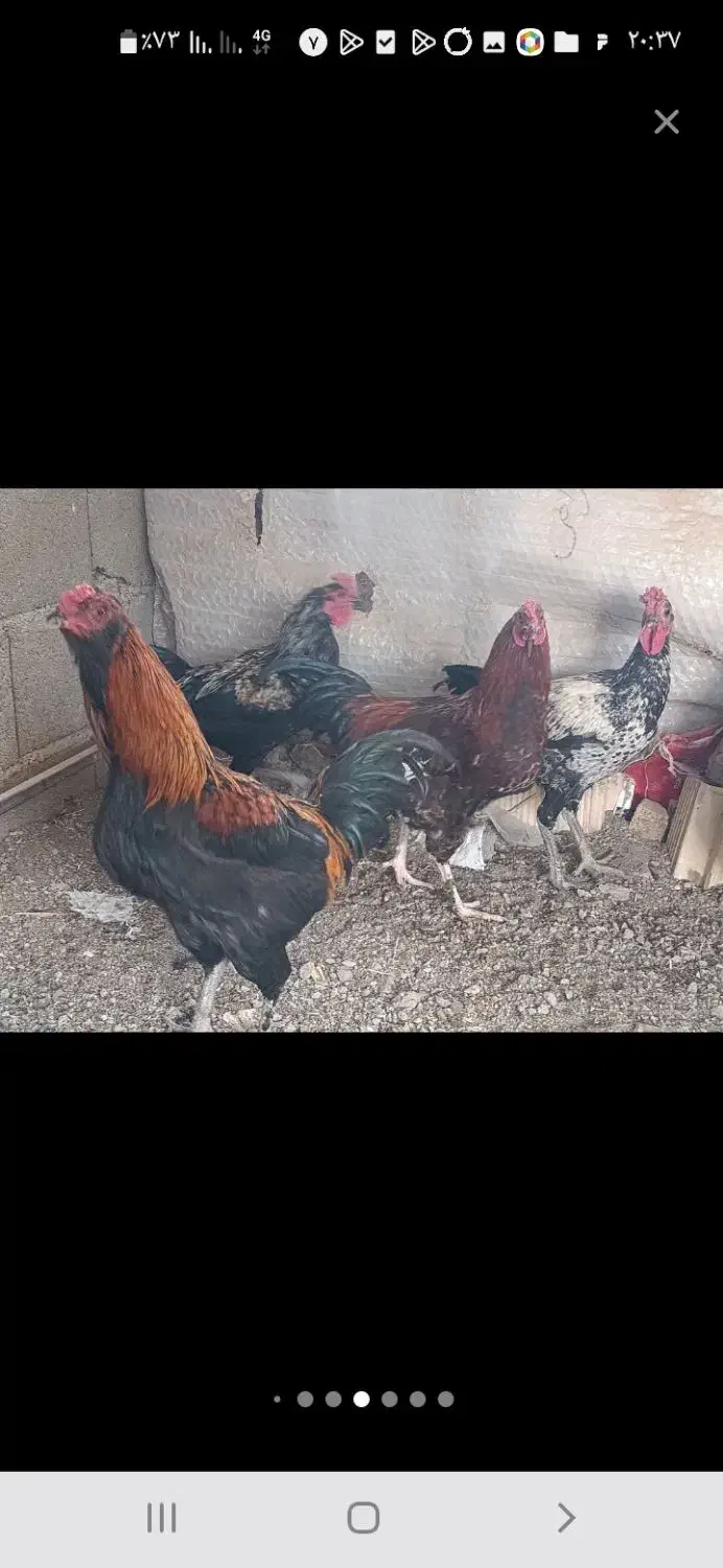 خروس و بوقلمون|حیوانات مزرعه|کهنوج, |دیوار